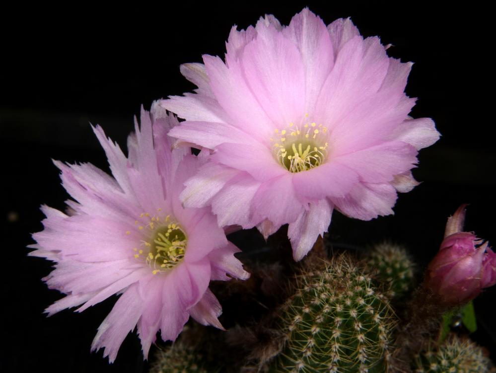 Chamaecereus